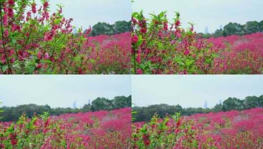 桃花林 树林 春暖花开 桃花坞 桃花园高清在线视频素材下载