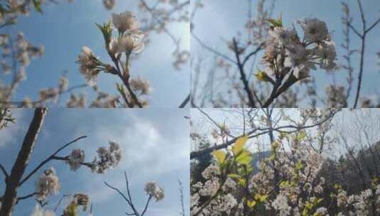 春天樱桃花高清在线视频素材下载