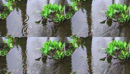 下雨水滴春分惊蛰雨水雨天氛围高清在线视频素材下载