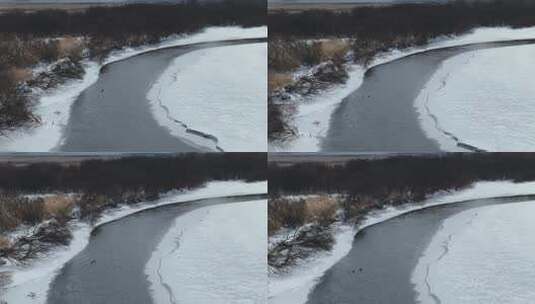 春天开河雪景冰河上游泳的水鸭子高清在线视频素材下载