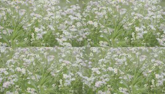 小清新鲜花阳光和雏菊高清在线视频素材下载