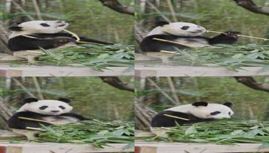 国宝熊猫竖屏4K-04高清在线视频素材下载