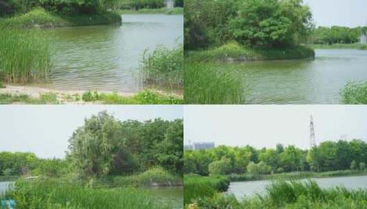 4K风景植物素材——湖边的水草高清在线视频素材下载