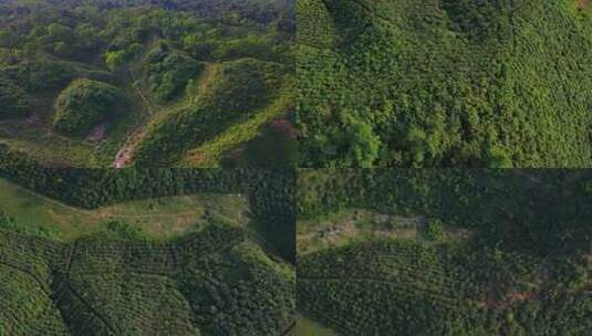 森林大自然树林氧吧森林空气环保大自然树林高清在线视频素材下载