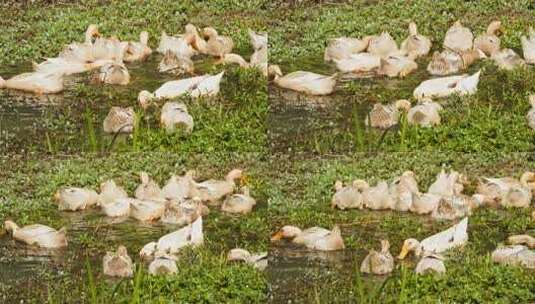 农村散养鸭子慢镜头升格实拍高清在线视频素材下载