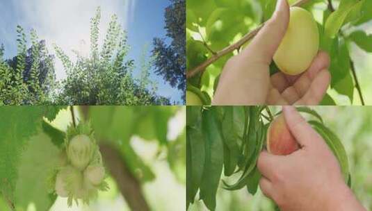 蓝莓 山莓 李子 桃 黄桃 果园采摘拍摄高清在线视频素材下载
