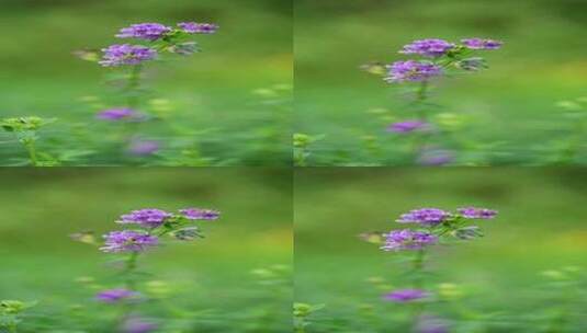 4K植物素材——紫花苜蓿高清在线视频素材下载