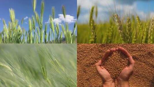 合集-小麦生长过程高清在线视频素材下载
