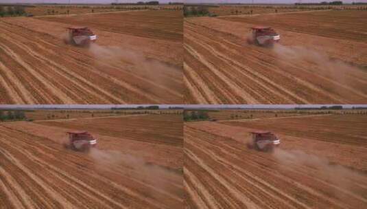河南黄河滩收割小麦高清在线视频素材下载