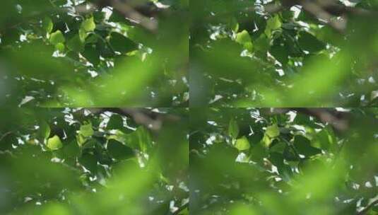 树木树叶树枝高清在线视频素材下载