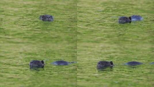 海狸浮在荡漾的水面上高清在线视频素材下载