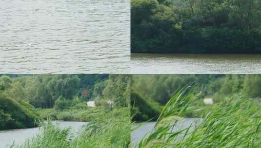 河岸边茂密的芦苇荡和草丛高清在线视频素材下载