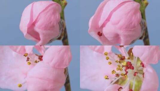 樱桃树开花宏延时高清在线视频素材下载