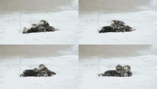 短毛小猫睡在白色床上高清在线视频素材下载