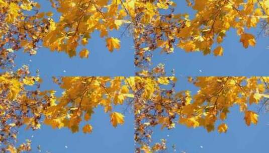 秋天黄色的枫叶高清在线视频素材下载