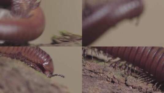 云南W普洱土地上的蜈蚣03高清在线视频素材下载