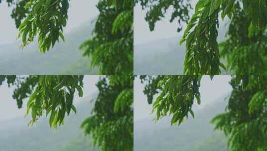 风雨交加树木树叶雨景雨季雨水雨滴下雨高清在线视频素材下载