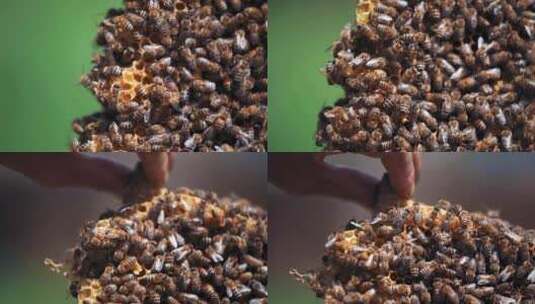 草原上的养蜂人高清在线视频素材下载
