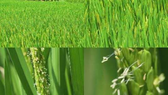 水稻稻穗花束特写高清在线视频素材下载