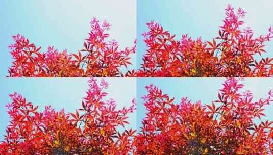 秋天阳光红叶五角枫红枫鸡爪槭枫叶枫树高清在线视频素材下载