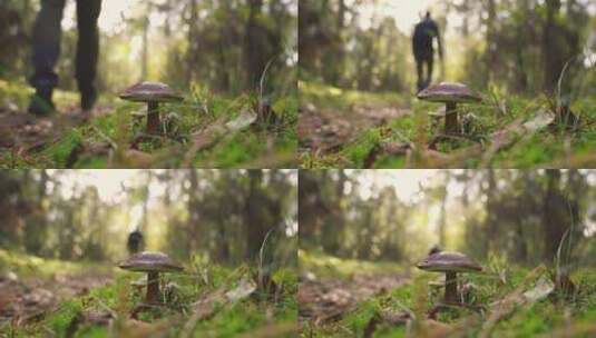 森林里的野蘑菇高清在线视频素材下载