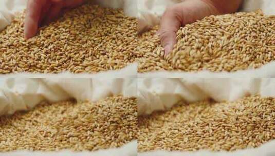 小麦农业麦田麦子麦穗农业农田丰收芒种粮食高清在线视频素材下载