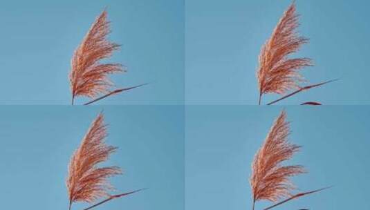 秋天唯美芦苇花空镜高清在线视频素材下载