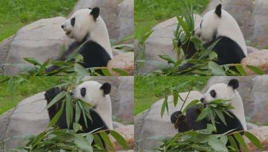 大熊猫吃竹叶高清在线视频素材下载