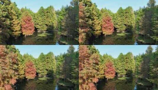 秋天多色的南京燕雀湖落羽杉水杉林秋景航拍高清在线视频素材下载