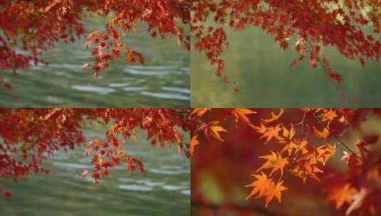 湖边的红枫枫叶红叶金秋唯美意境湖边秋色高清在线视频素材下载