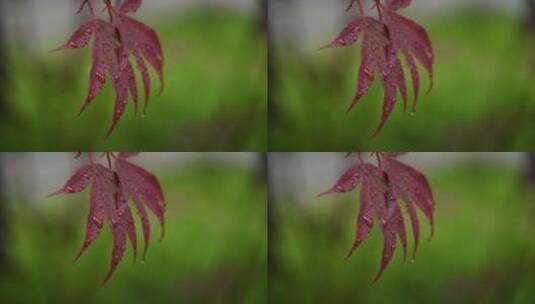 雨中枫叶高清在线视频素材下载