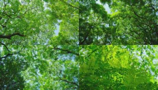 仰拍阳光绿叶树荫合集高清在线视频素材下载