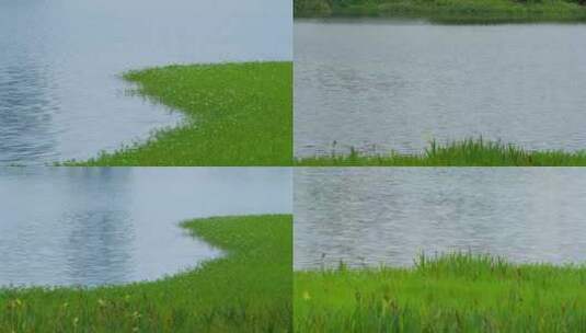 河边湖边池塘边的水草湿地公园高清在线视频素材下载