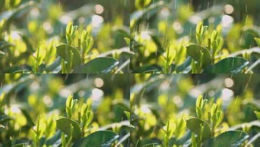 西湖龙井茶园春天雨露滋润慢镜头高清在线视频素材下载