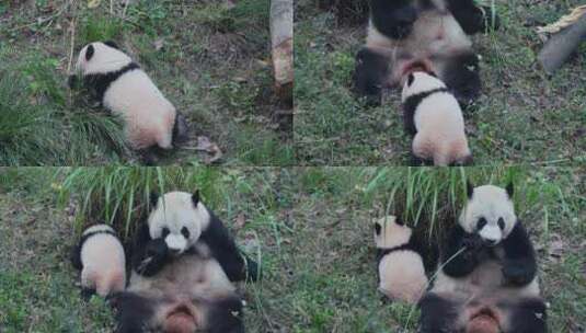 国宝大熊猫母子幼崽高清在线视频素材下载