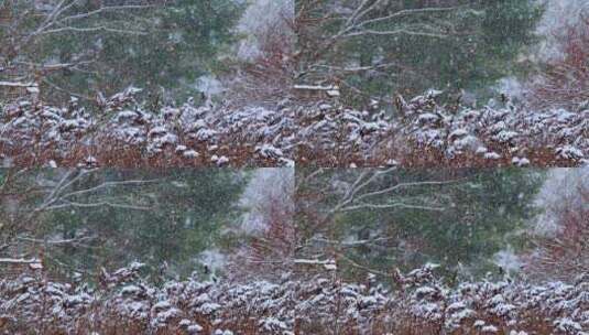 下大雪 草上的积雪高清在线视频素材下载