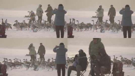 摄影师拍摄冬季河面上大雁和野鸭在嬉戏觅食高清在线视频素材下载