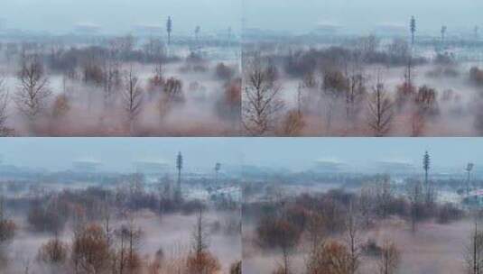 上海 嘉定 郊野公园晨雾高清在线视频素材下载
