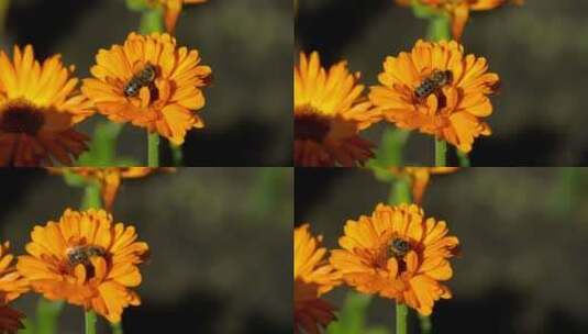 黄色菊花上的蜜蜂高清在线视频素材下载