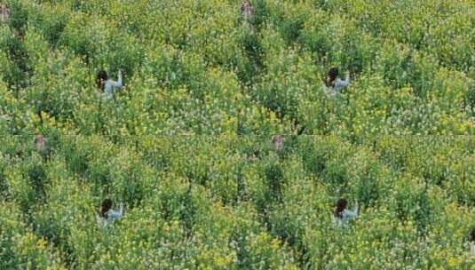 中国广东省广州市南沙区东涌油菜花高清在线视频素材下载