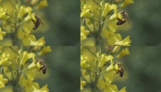 油菜花蜜蜂高清在线视频素材下载