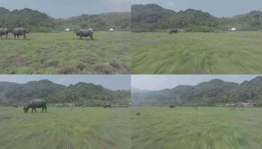海南农田里的水牛吃草高清在线视频素材下载