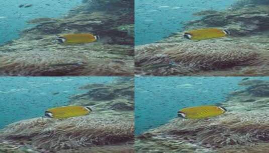 一条在鱼和珊瑚周围游泳的Siganus高清在线视频素材下载