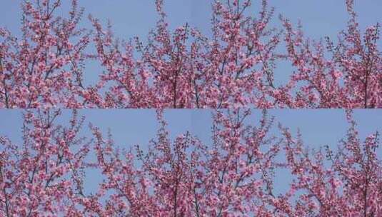 春天粉红色梅花盛开在春风中摆动高清在线视频素材下载