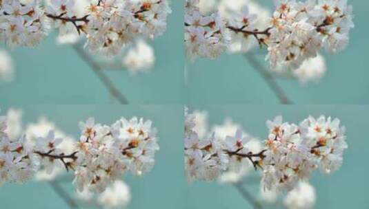 4k池塘边的樱花花簇特写升格高清在线视频素材下载