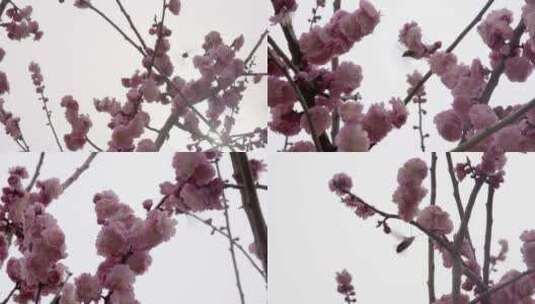 春 花朵上的昆虫采蜜高清在线视频素材下载