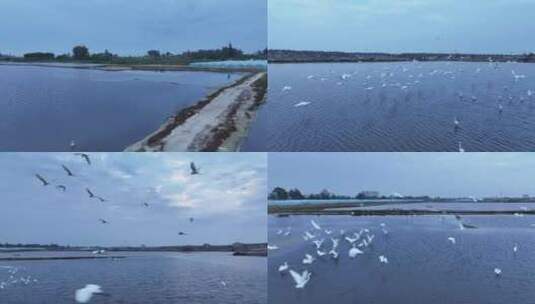 湿地白鹭航拍高清在线视频素材下载