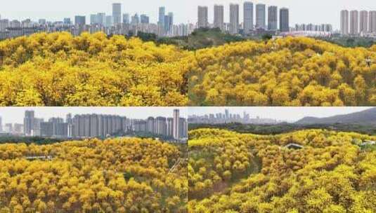 4K黄花风铃木花海广告素材高清在线视频素材下载