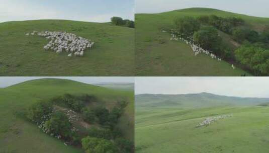航拍草原羊(4k)-3高清在线视频素材下载