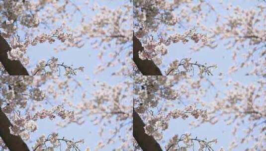 春天盛开的樱花树与阳光逆光满画幅高清在线视频素材下载